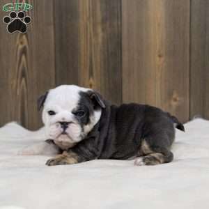 Misty Harbor, English Bulldog Puppy